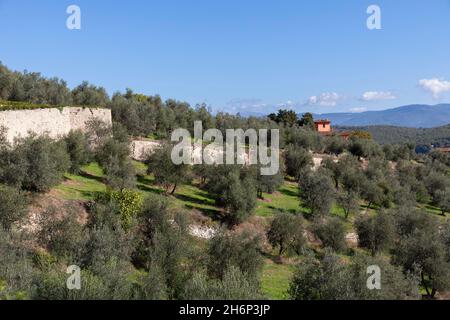 Europa, Toscana, San Donato in collina, campagna toscana nei pressi della Fattoria Torre a Cona Foto Stock