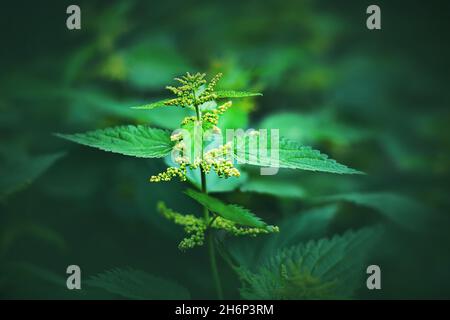 Le piante medicinali salutari dell'ortica crescono in una giornata estiva tra l'erba in un prato. Erbe selvatiche medicinali. Natura in estate. Un'erbaccia sgradevole. Foto Stock