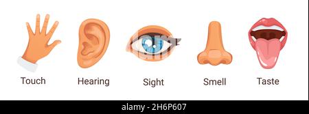 illustrazione in stile cartoon di cinque sensi umani. Illustrazione Vettoriale
