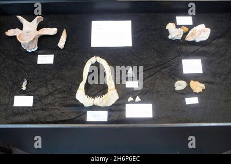 Parkket, Nonthaburi, Tailandia. 16 novembre 2021. Le mascelle e i denti dell'animale sono visualizzati nella cabina dello scheletro. (Credit Image: © Atiwat Siltamethanont/Pacific Press via ZUMA Press Wire) Foto Stock