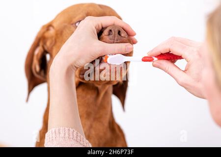 Donna che usa lo spazzolino per clen i denti dei cani. Rimozione della placca, concetto sano dei denti del cane. Igiene dentale canina. Foto Stock