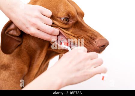 Donna che usa lo spazzolino per clen i denti dei cani. Rimozione della placca, concetto sano dei denti del cane. Igiene dentale canina. Foto Stock