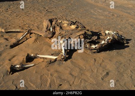 ALGERIA, SAHARA, DISTRETTO DI DJANET MERIDIONALE, IL CADAVERE DI QUESTO CAMMELLO MORTO DI THRIST ALL'INGRESSO SETTENTRIONALE DEL TENERE PIÙ DI VENTI FA TESTIMONIA Foto Stock