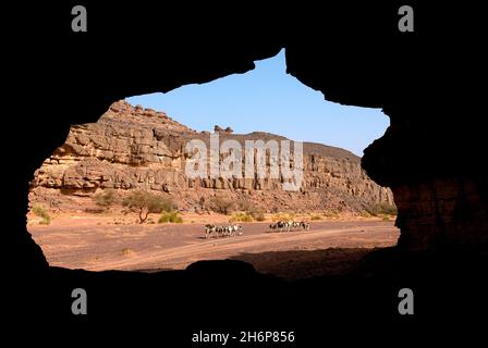 ALGERIA, SAHARA, DISTRETTO MERIDIONALE DI DJANET, TADRART, CARAVAN CAMMELLO NELLA VALLE TIN AFAZO Foto Stock