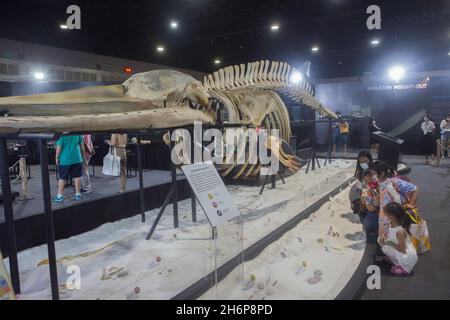 Parkket, Nonthaburi, Tailandia. 16 novembre 2021. I resti dell'osso della balena Bruda sono esposti nella cabina dello scheletro. (Credit Image: © Atiwat Siltamethanont/Pacific Press via ZUMA Press Wire) Foto Stock