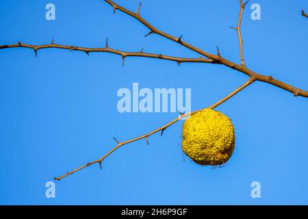 Un frutto verde rotondo dell'albero di Maclura su un ramo d'albero (Maclura latina), famiglia Mulberry (Moraceae) Foto Stock