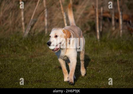 Bella giovane Labrador d'oro raffigurato all'aperto su sfondo autunnale. Foto Stock