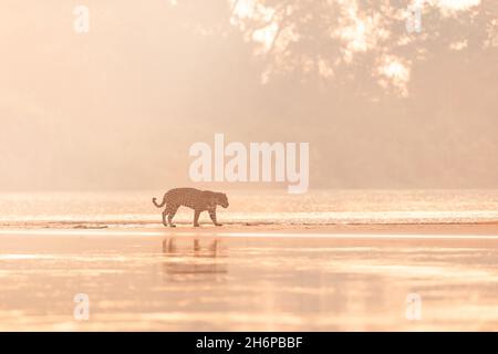 Una Jaguar che cammina su un banco di sabbia aperto a Pantanal del Nord, Brasile Foto Stock