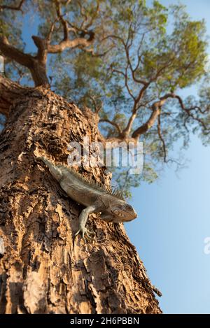 Una Iguana verde (Iguana iguana) che scende lungo un tronco d'albero nel Pantanal, Brasile Foto Stock