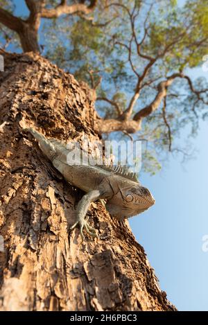 Una Iguana verde (Iguana iguana) che scende lungo un tronco d'albero nel Pantanal, Brasile Foto Stock