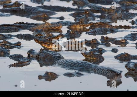 Un raduno di Caimani Pantanal in un lago di essiccazione Foto Stock