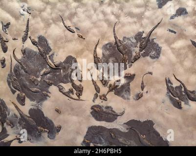 Un sacco di caimani che si riuniscono in un buco di fango/acqua essiccante durante una stagione secca estrema nel Pantanal del Brasile Foto Stock