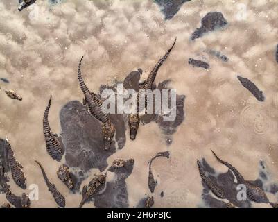 Un sacco di caimani che si riuniscono in un buco di fango/acqua essiccante durante una stagione secca estrema nel Pantanal del Brasile Foto Stock