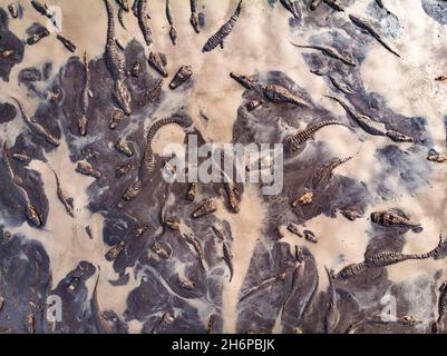 Un sacco di caimani che si riuniscono in un buco di fango/acqua essiccante durante una stagione secca estrema nel Pantanal del Brasile Foto Stock