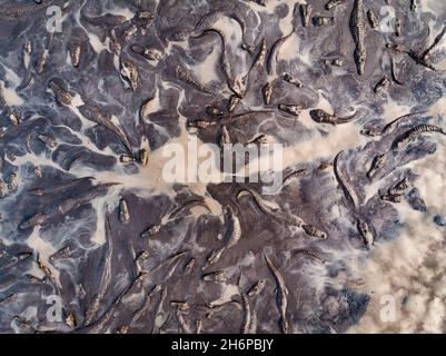 Un sacco di caimani che si riuniscono in un buco di fango/acqua essiccante durante una stagione secca estrema nel Pantanal del Brasile Foto Stock