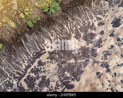 Un sacco di caimani che si riuniscono in un buco di fango/acqua essiccante durante una stagione secca estrema nel Pantanal del Brasile Foto Stock