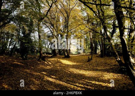 caduta di faggio albero giallo foglie su terra in legno di hoades, sturry, canterbury, kent, uk novembre 2021 Foto Stock