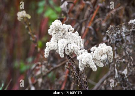 Autunno bellissimi fiori secchi, goldenrod paesaggio essiccato. Messa a fuoco selettiva. Foto Stock