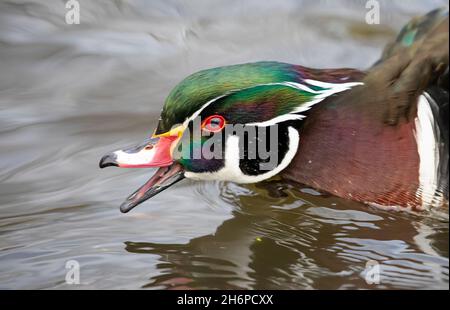 Il maschio di anatra di legno (Aix spugsa) quacks Ay altre anatre mentre nuota nel fiume in Ottawa, Canada Foto Stock