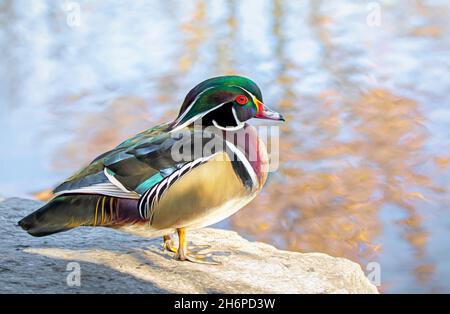 Legno anatra maschio poggiato su una roccia in autunno a Ottawa, Canada Foto Stock