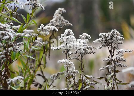 Autunno bellissimi fiori secchi, goldenrod paesaggio essiccato. Messa a fuoco selettiva. Foto Stock