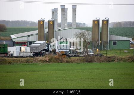 Vogelsang, Germania. 17 novembre 2021. Un autocarro porta un contenitore di trasporto chiuso nei locali dell'allevamento di suini colpiti dalla peste suina africana. È stata istituita l'attrezzatura tecnica per l'uccisione degli oltre 4,000 suini. Il primo focolaio di peste suina africana nel Meclemburgo-Pomerania occidentale si è verificato presso lo stabilimento. Come reazione al focolaio di ASF nel bestiame nel distretto di Rostock, tutti gli animali devono ora essere abbattuti e smaltiti. Credit: Jens Büttner/dpa-Zentralbild/dpa/Alamy Live News Foto Stock