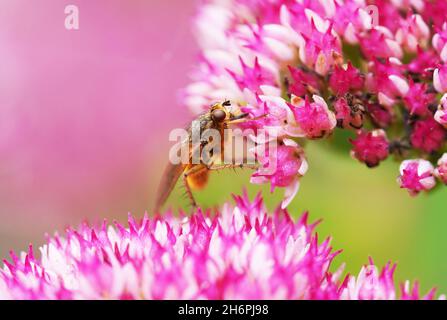 Hedgehog fly raccoglie nettare su sedum pianta. Insetto close up. Tachina fera. Foto Stock