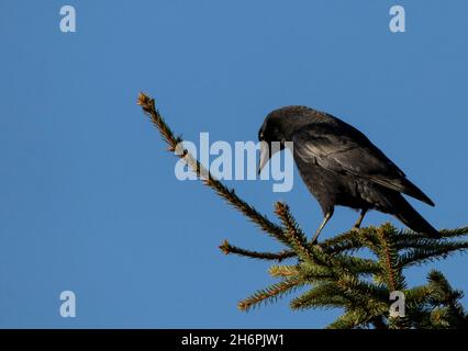 Jackdaw occidentale, Corvus monidula, arroccato su una filiale , Bedfordshire, Autunno 2021 Foto Stock