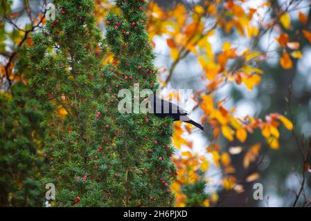 Blackbird maschio in un albero di tasso, Chipping, Preston, Lancashire. REGNO UNITO Foto Stock