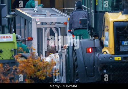 Vogelsang, Germania. 17 novembre 2021. Un suino viene stordito con elettricità in un dispositivo speciale per essere ucciso in seguito. Nell'allevamento suinicolo colpito dalla peste suina africana è iniziata l'uccisione di oltre 4,000 animali. L'impianto è il sito del primo focolaio di peste suina africana nel Meclemburgo-Pomerania occidentale. In risposta all'epidemia di ASF nel bestiame del distretto di Rostock, tutti gli animali devono ora essere abbattuti e smaltiti. Credit: Jens Büttner/dpa-Zentralbild/dpa/Alamy Live News Foto Stock