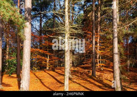 FORRES MORAY SCOZIA GRANT PARK ALTI PINI FAGGI CON FOGLIE IN COLORI AUTUNNALI Foto Stock