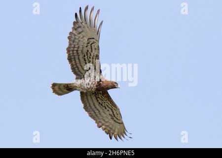 Aquila di serpente corta-toed (gallicus di Circaetus) Foto Stock