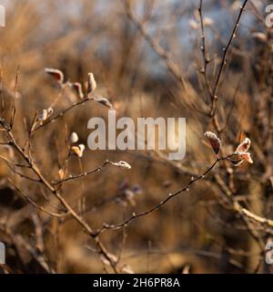 Ramoscelli con foglie gialle e luminose ricoperte di gelo, illuminate dal sole. Foto Stock