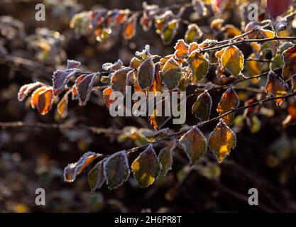 Ramoscelli con foglie gialle e luminose ricoperte di gelo, illuminate dal sole. Foto Stock