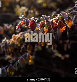 Ramoscelli con foglie gialle e luminose ricoperte di gelo, illuminate dal sole. Foto Stock