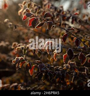 Ramoscelli con foglie gialle e luminose ricoperte di gelo, illuminate dal sole. Foto Stock