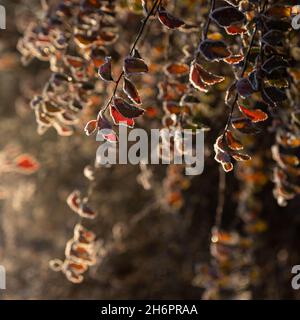 Ramoscelli con foglie gialle e luminose ricoperte di gelo, illuminate dal sole. Foto Stock