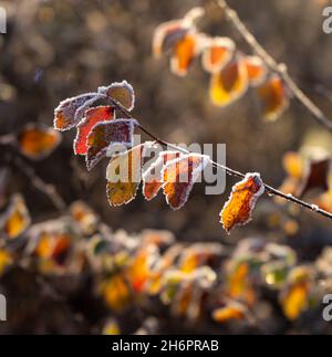 Ramoscelli con foglie gialle e luminose ricoperte di gelo, illuminate dal sole. Foto Stock