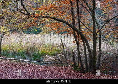 Bosco con canne sullo sfondo. Alberi giovani che crescono sulle rive di un laghetto che è cresciuto con canne, boschi di Burnham, Buckinghamshire, Regno Unito Foto Stock