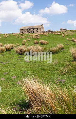 Vecchi edifici agricoli sul Carrshield Moor sulla Pennines vicino Coalcleugh, Northumberland Regno Unito Foto Stock