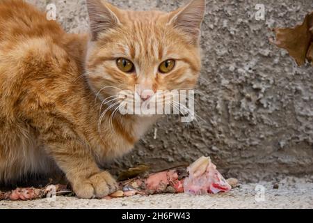 Arancione gatto randagio mangiare carne cruda, primo piano foto di adorabile gatto randagio. Animale parassita affamato che cerca di sopravvivere. Foto Stock