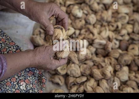 primo piano mani di una donna che raccoglie frutta secca di fichi Foto Stock