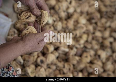 primo piano mani di una donna che raccoglie frutta secca di fichi Foto Stock