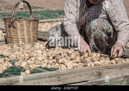 Primo piano mani di una donna che raccoglie frutti di fico che sono a terra per asciugare in Turchia Foto Stock