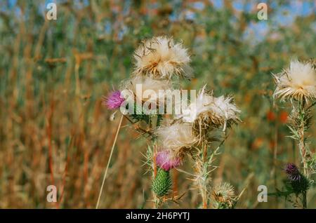 Fiori e semi della pianta medicinale, il cardo erboso Foto Stock