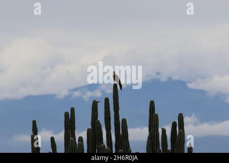 Falcon nel deserto di Tatacoa in Colombia Foto Stock