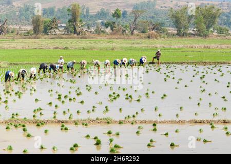 Coltivatori piantando risone in un campo, Tailandia Foto Stock