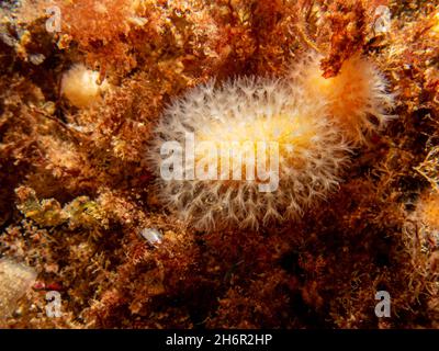 Un closeup immagine di un corallo morbido che alimenta le dita di un uomo morto o Alcyonium digitatum. Foto delle Isole Meteo, del Mare di Skagerrak, della Svezia occidentale Foto Stock