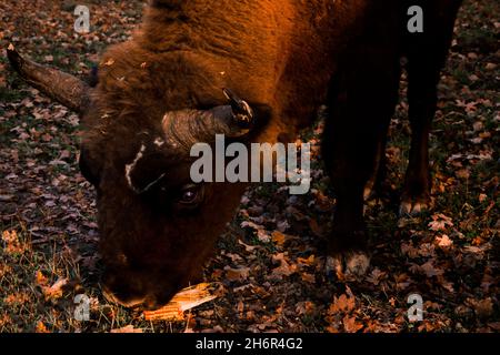 Un bisonte durante il pranzo. Foto Stock