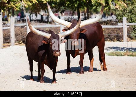 Bestiame di Watusi. Mammiferi e mammiferi. Terra mondo e fauna. Fauna selvatica e zoologia. Fotografia della natura e degli animali. Foto Stock